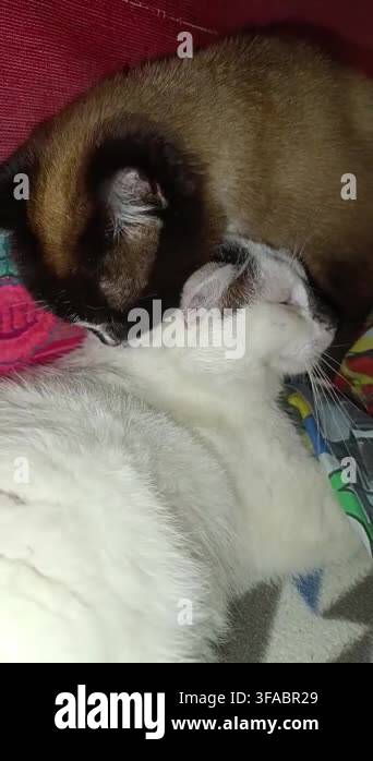 vertical-video-of-a-siamese-cat-gently-grooming-a-white-cat-capturing