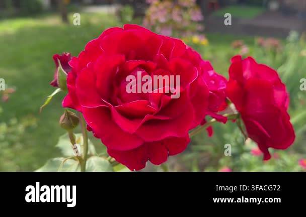 red-rose-flower-in-garden-beautiful-nature-high-quality-background