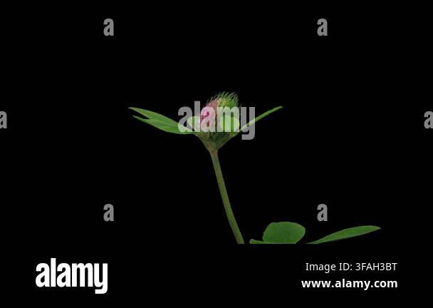 time-lapse-of-flowering-clover-on-black-background-spring-timelapse-of