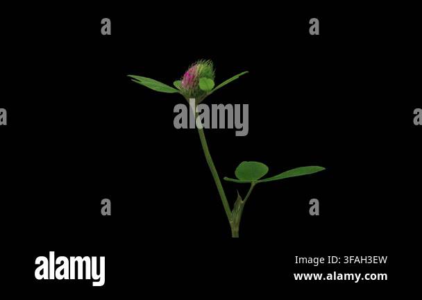 time-lapse-of-flowering-clover-on-black-background-spring-timelapse-of