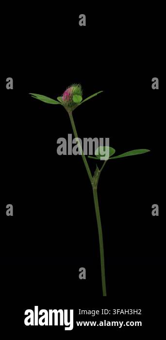 time-lapse-of-flowering-clover-on-black-background-spring-timelapse-of