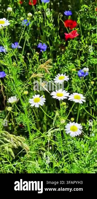 beautiful-wildflowers-spring-summer-colors-nature-backdrop-beautiful
