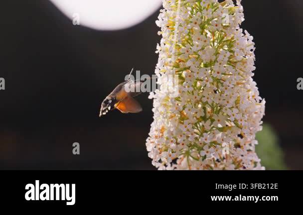 hummingbird-moth-feeding-on-flowers-in-dark-background-with-white