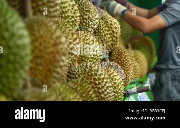 Fresh Tropical Durian Fruits Displayed At A Street Market Stall fresh-tropical-durian-fruits-displayed-at-a-street-market-stall