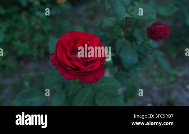 red-roses-are-shown-in-full-bloom-in-a-garden-the-video-captures-their