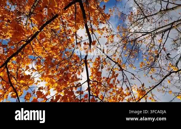 Bright orange maple leaves on tree branches gently swaying in wind at ...