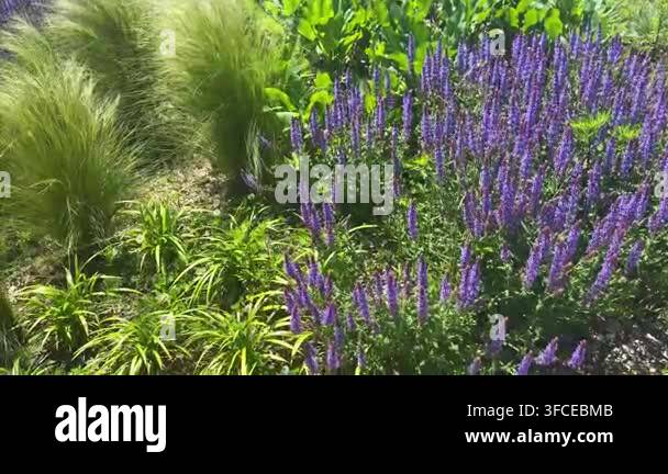 picturesque-view-of-lush-ornamental-grass-bushes-and-vibrant-purple