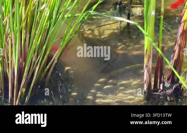 Goldfish swimming in a murky aquarium, Dirty water, Blurred visibility ...