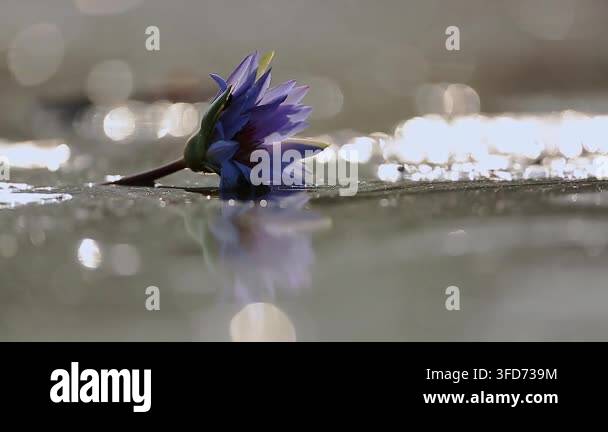 Waterlily Flower In Waterhole At Dawn Wtih Sparks In Greater Kruger waterlily-flower-in-waterhole-at-dawn-wtih-sparks-in-greater-kruger