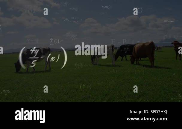 Herd of cows grazing in green pasture near hills while math and ...