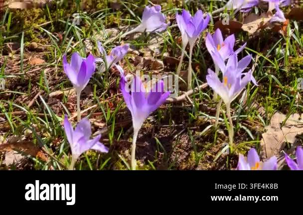 Purple crocus flowers sway gently in sunlight on a mossy forest floor ...