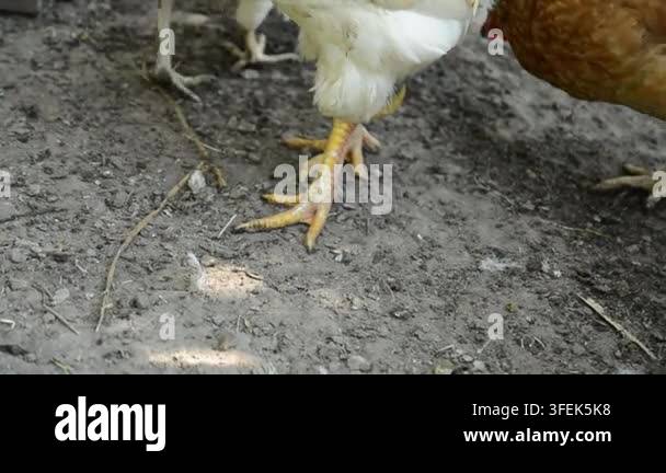 close-up-video-of-the-yellow-legs-and-feet-of-a-white-chicken-walking