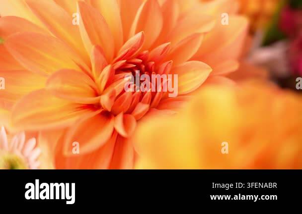 Autumn garden colorful flowers. Beautiful autumnal bouquet dahlia ...
