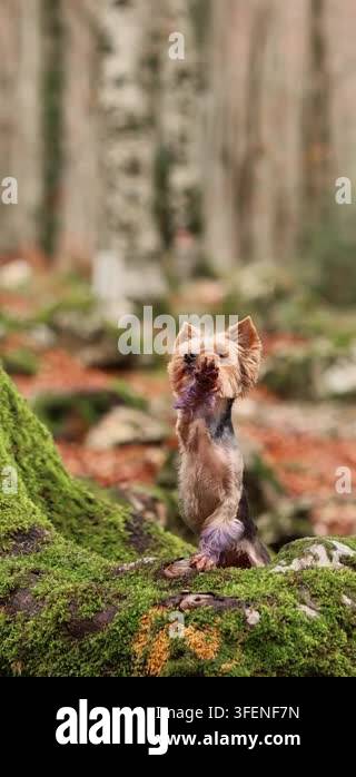 Yorkshire Terrier poses on a green mossy mound surrounded by tall ...