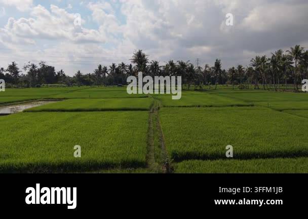 Scenic Aerial View of Lush Green Rice Fields and Palm Trees Under ...