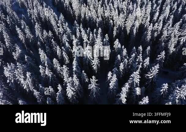 aerial-drone-view-of-snow-covered-winter-forest-stock-video-footage-alamy