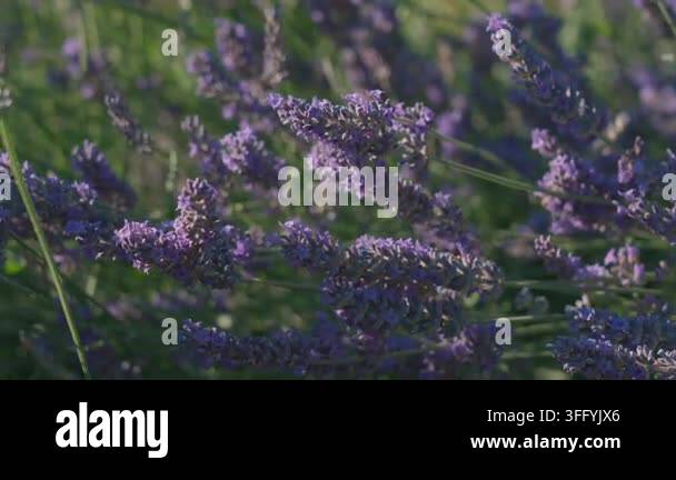 Blooming Lavender Flowers Swaying Gently In The Wind Under Warm blooming-lavender-flowers-swaying-gently-in-the-wind-under-warm