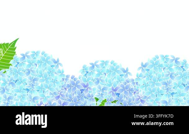 Blue Hydrangea Flowers Blooming 4K Stock Video Footage Alamy blue-hydrangea-flowers-blooming-4k-stock-video-footage-alamy