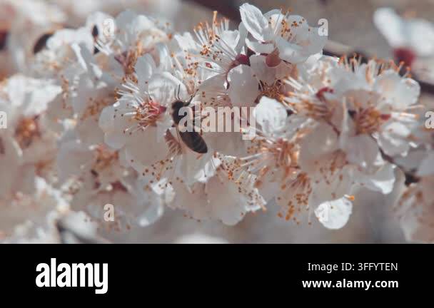 Beautiful Flowers In The Garden Stock Video Footage Alamy beautiful-flowers-in-the-garden-stock-video-footage-alamy