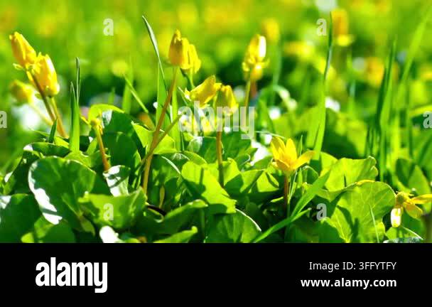Yellow Flowers In Spring Stock Video Footage Alamy yellow-flowers-in-spring-stock-video-footage-alamy