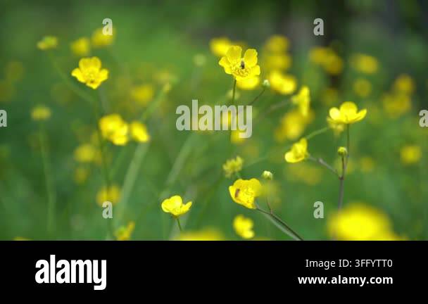 Yellow Flowers In The Garden Stock Video Footage Alamy yellow-flowers-in-the-garden-stock-video-footage-alamy
