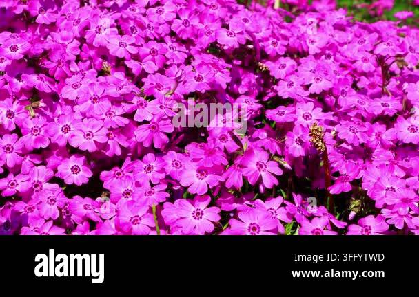 Beautiful Flowers In The Garden Stock Video Footage Alamy beautiful-flowers-in-the-garden-stock-video-footage-alamy