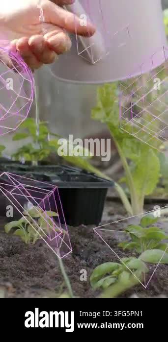 Wireframes Pink Vertical video: Gardener arm guiding water, can tilting, watering ...