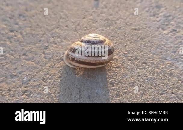 An intimate close-up shows a Mediterranean garden snail perched on a ...