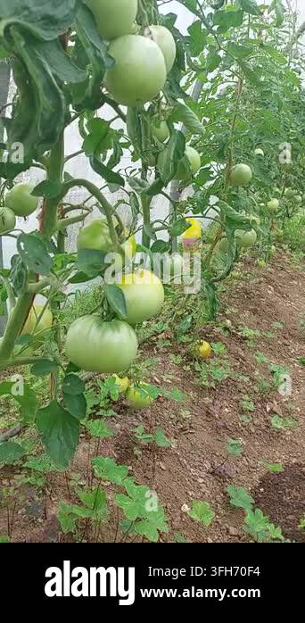 A row of well-maintained organic tomato plants loaded with green ...
