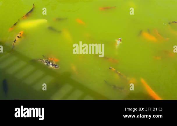 Vector Fish Pond Colorful koi fish swimming in a pond at Kyoto Japanese Park in Konya ...