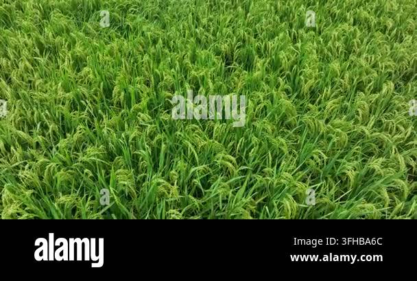 Aerial drone footage flying over a lush green rice paddy field, showing ...