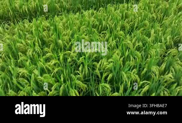 Aerial drone footage flying over a lush green rice paddy field ...