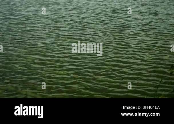 Soft Subtle Pattern Close up of calm lake water surface with gentle ripples and subtle wave ...