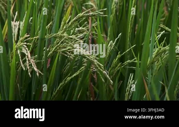 Rich green paddy field featuring young rice heads filled with ...