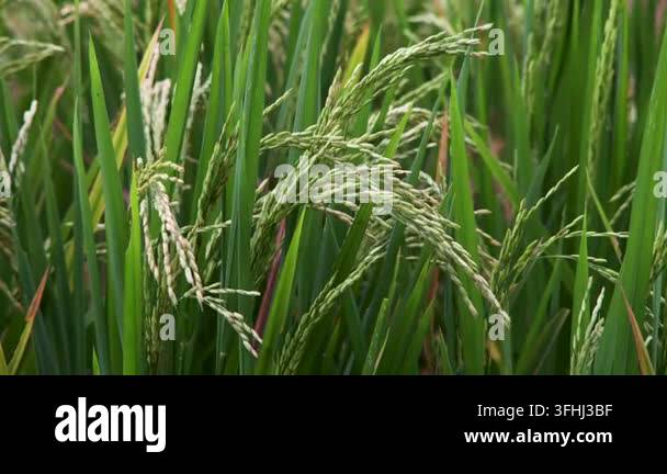 Close up shot of fresh green rice panicles with ripening grains growing ...