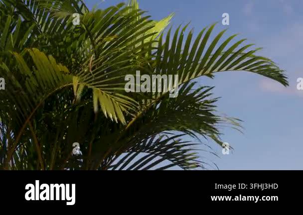 Close up view of lush green palm tree fronds framed against a sunny ...