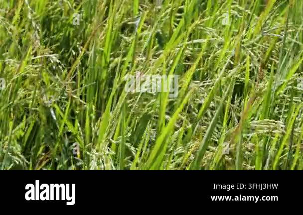 Golden green rice grains ripening on stalk blades in agricultural paddy ...