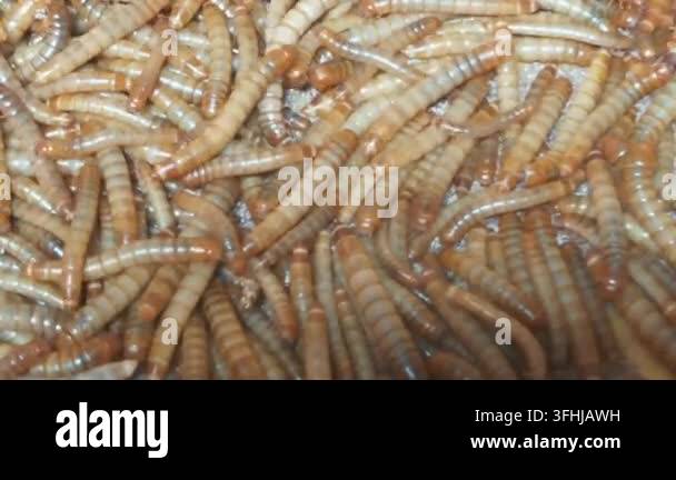 Live Mealworm Larvae and Shed Exoskeleton Skins in Insect Farm Colony ...
