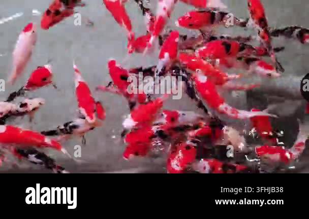 Vector Fish Pond Colorful Red and White Koi Fish Swimming in Clear Water Pond Stock ...