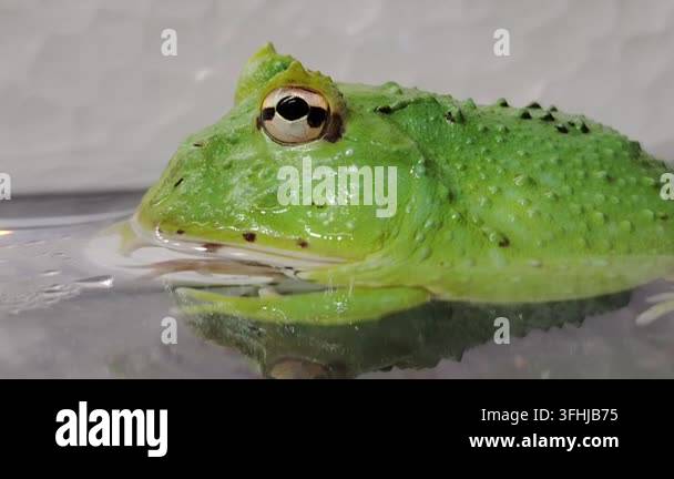 Green Pacman Frog Close Up with Detailed Skin Texture Resting on Wet ...