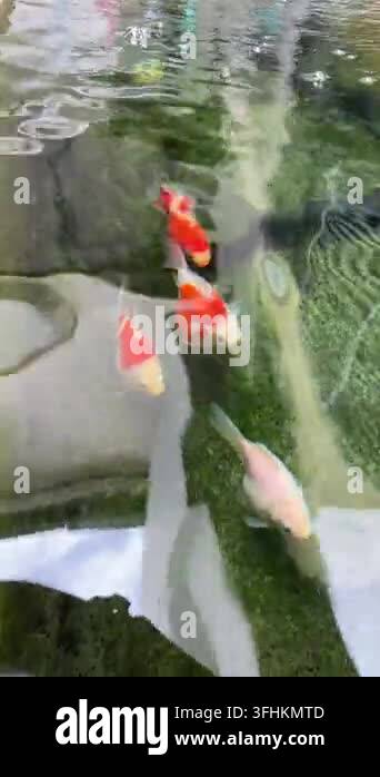 Vector Fish Pond A tamasaba goldfish swimming with colorful red fish clear pond water ...