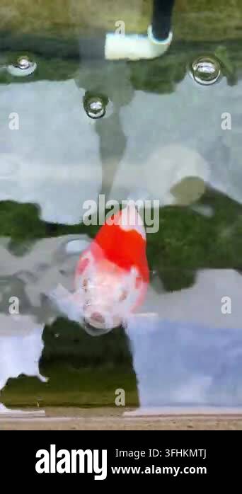 Vector Fish Pond A goldfish tamasaba fish swimming in clear water with red and white ...