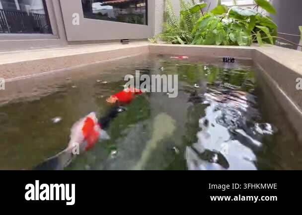 Vector Fish Pond A tamasaba goldfish swimming in indoor pond water reflection with lush ...