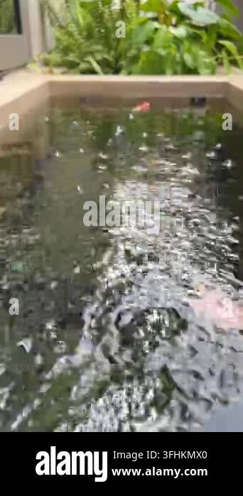 Vector Fish Pond A tamasaba goldfish swimming in tranquil garden pond water, peaceful ...