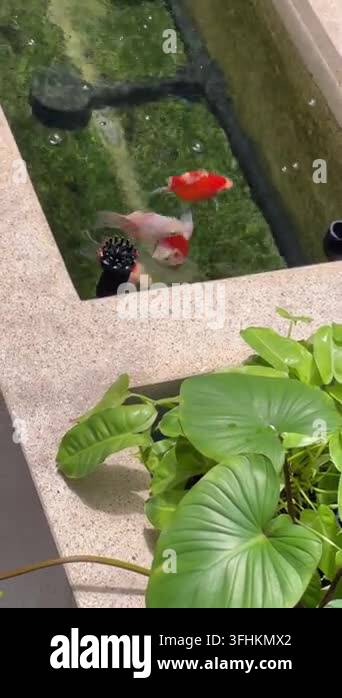 Vector Fish Pond A japanese tamasaba goldfish swim with playful energy in clear backyard ...