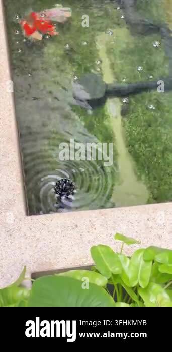 Vector Fish Pond A tamasaba goldfish koi fish swim in clear pond water above green ...