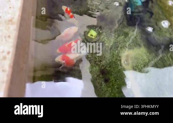 Vector Fish Pond A tamasaba goldfish swimming in clear garden pond water with orange ...