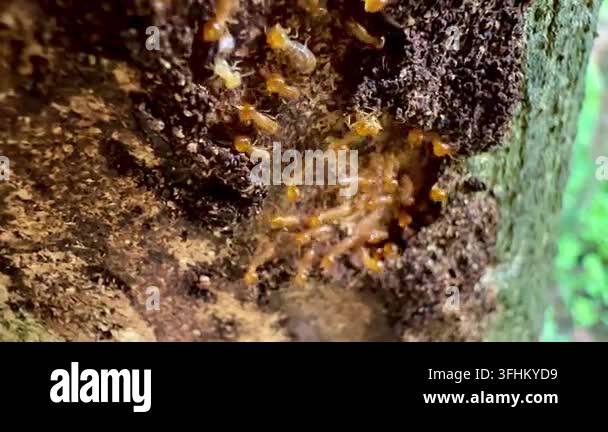 Extreme macro video of termite workers crawling on decaying wood bark ...