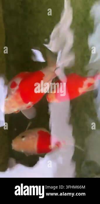 Vector Fish Pond A japanese tamasaba goldfish carp koi fish swimming peacefully in clear ...