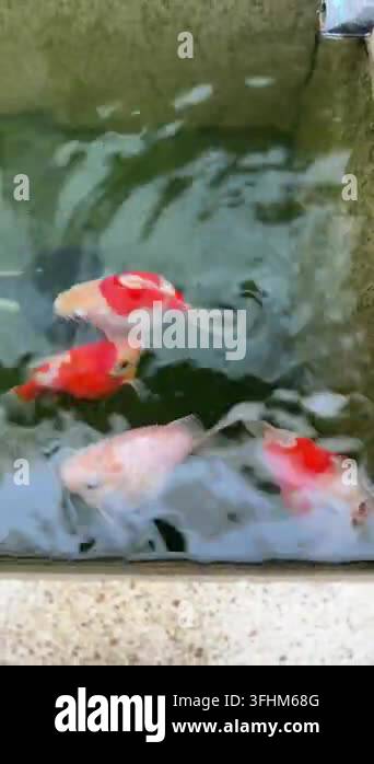 Vector Fish Pond A colorful tamasaba goldfish swimming near clear pond water surface ...